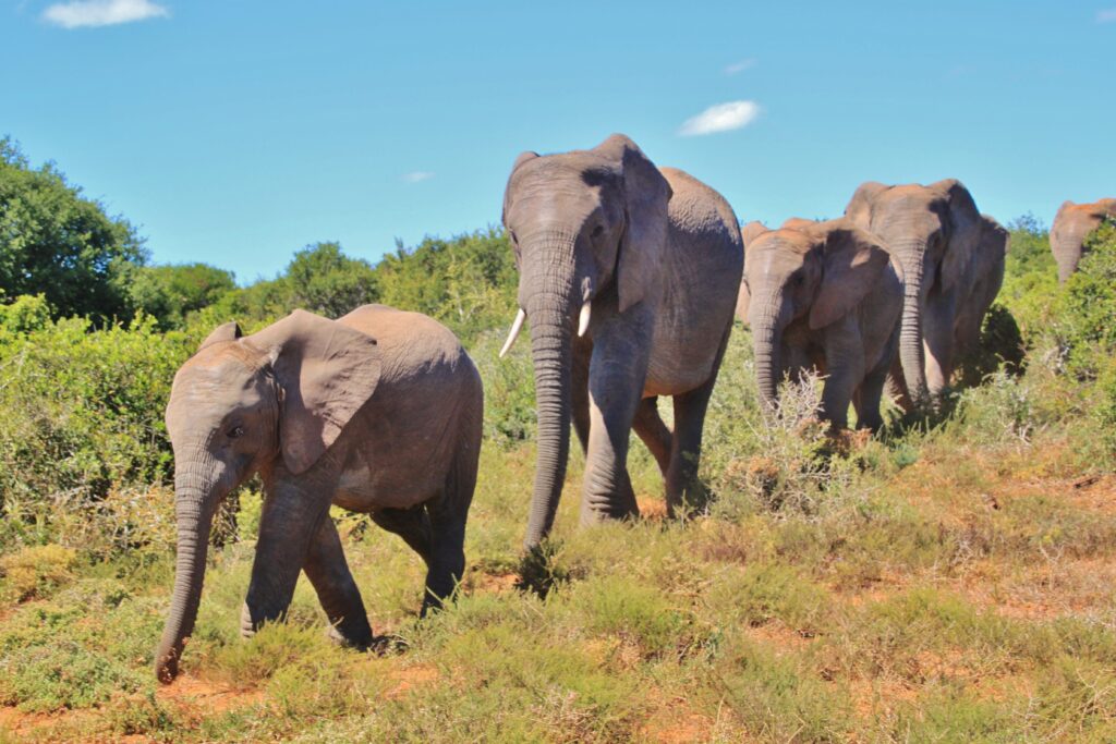 Africa elephants