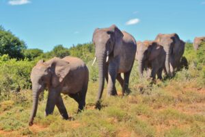 Africa elephants