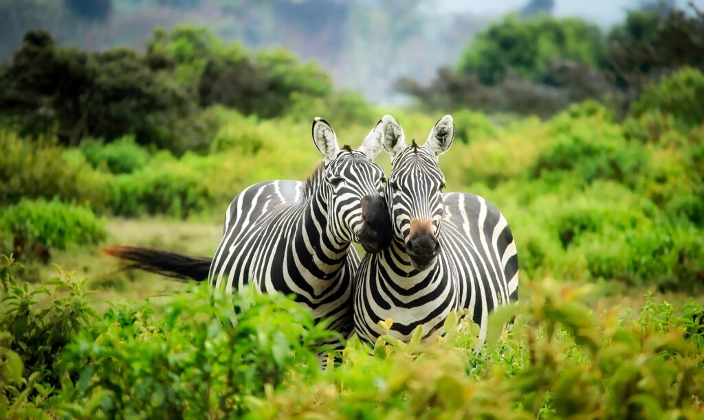 Africa zebras