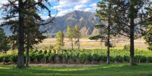Mendoza Argentina vineyards