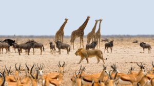african animals