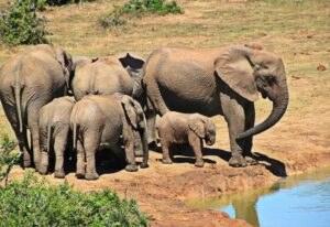 Africa elephants