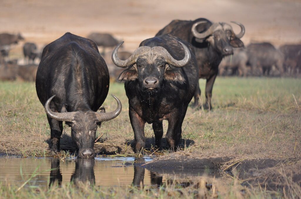 Botswana water buffalo