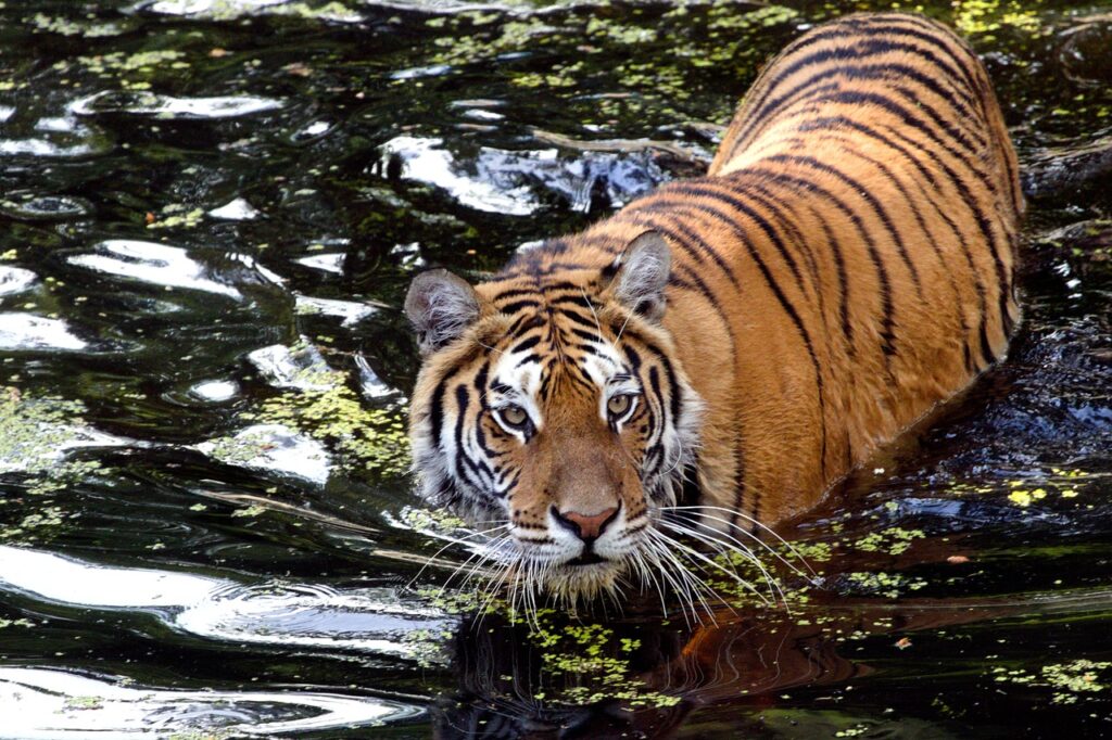 India Bengali tiger