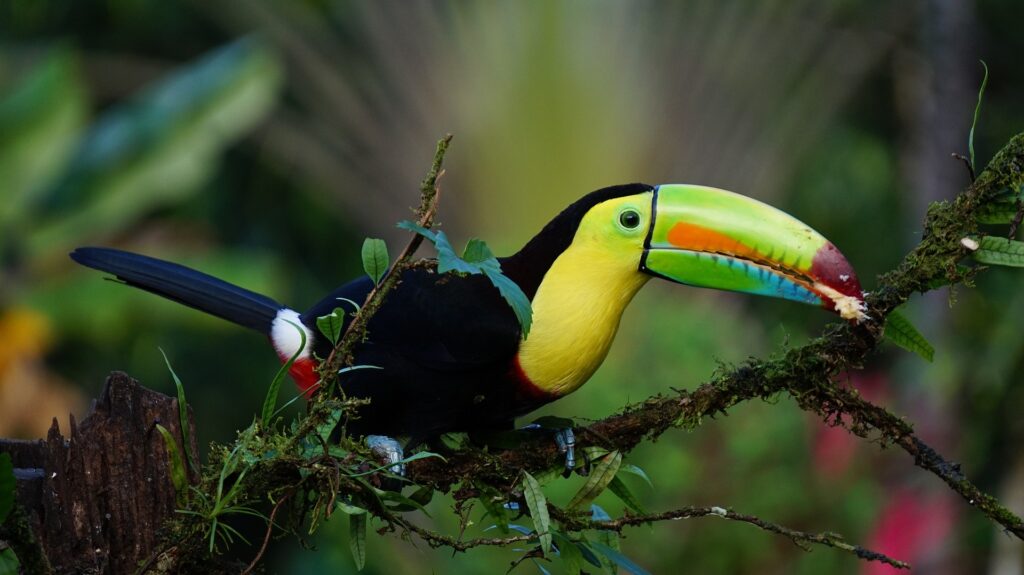 Toucan in rainforest
