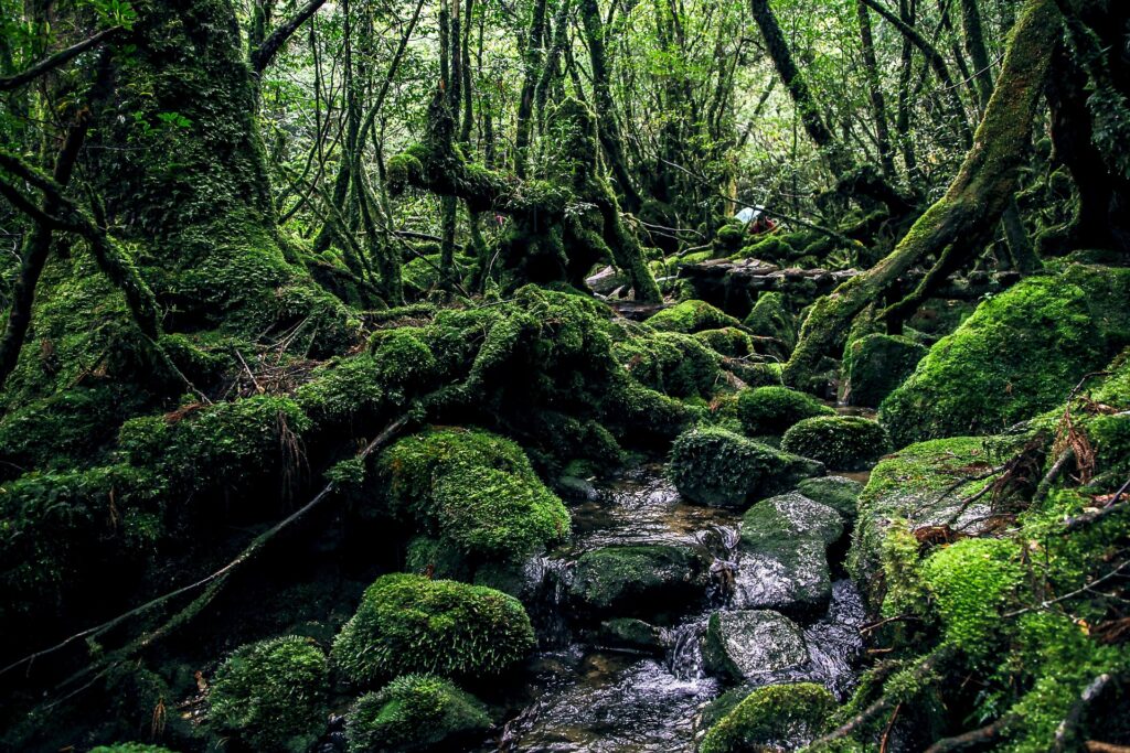 Yakushima japan forest