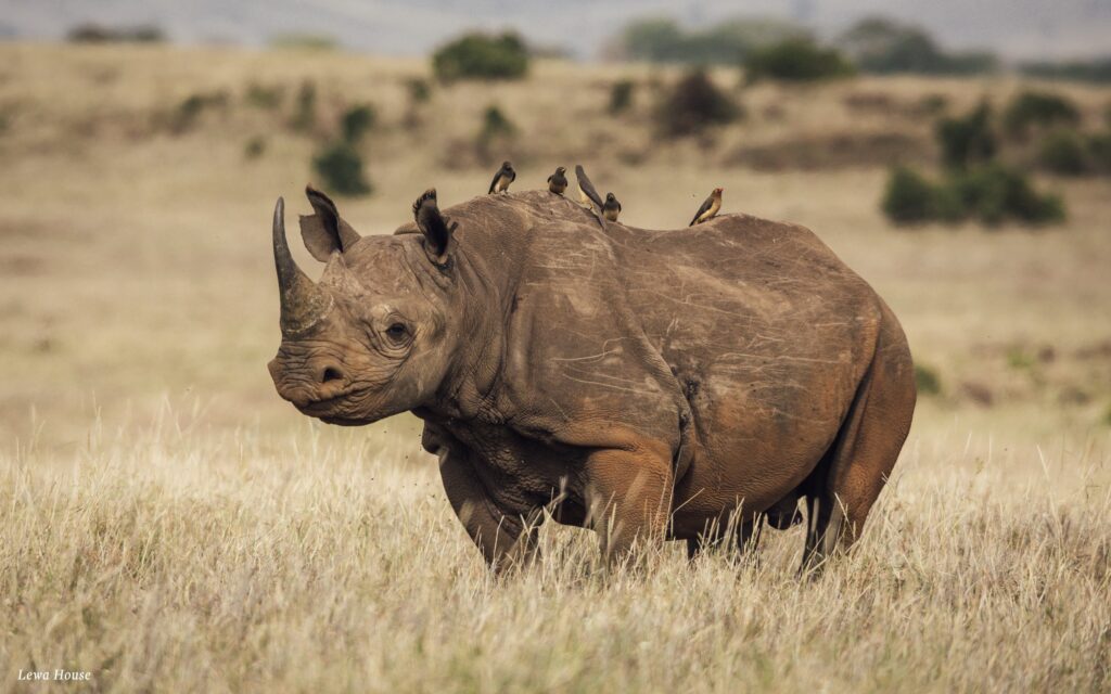 Big Five Africa Lewa House KD rhino