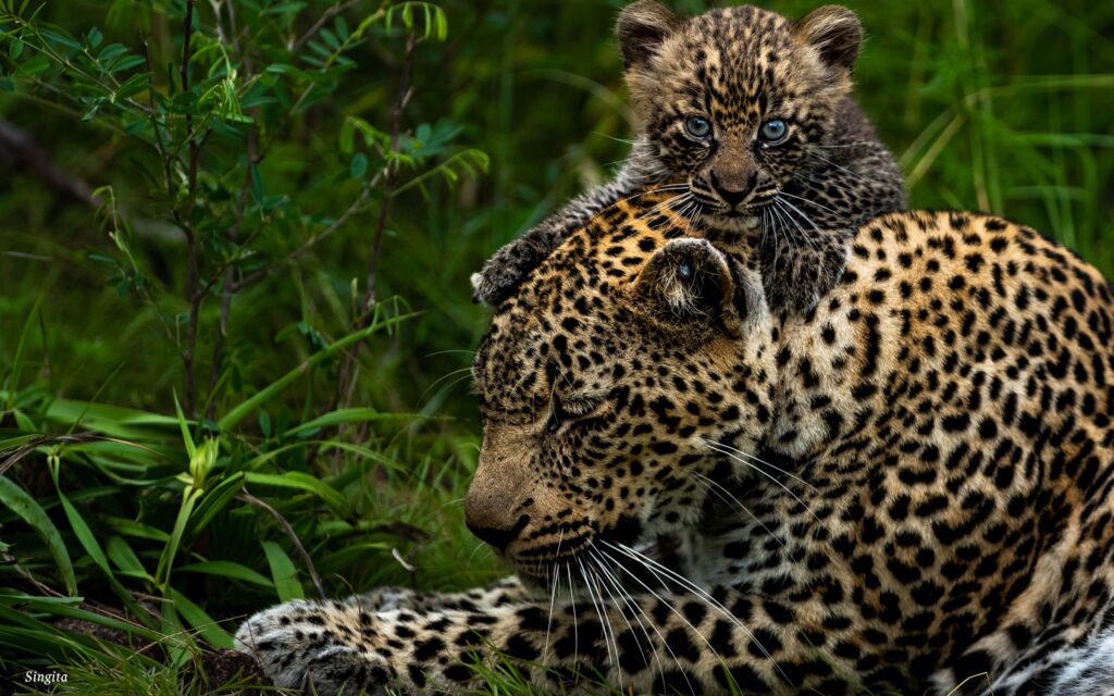 Big Five Safari Singita leopards