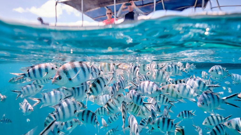 Fiji underwater fun