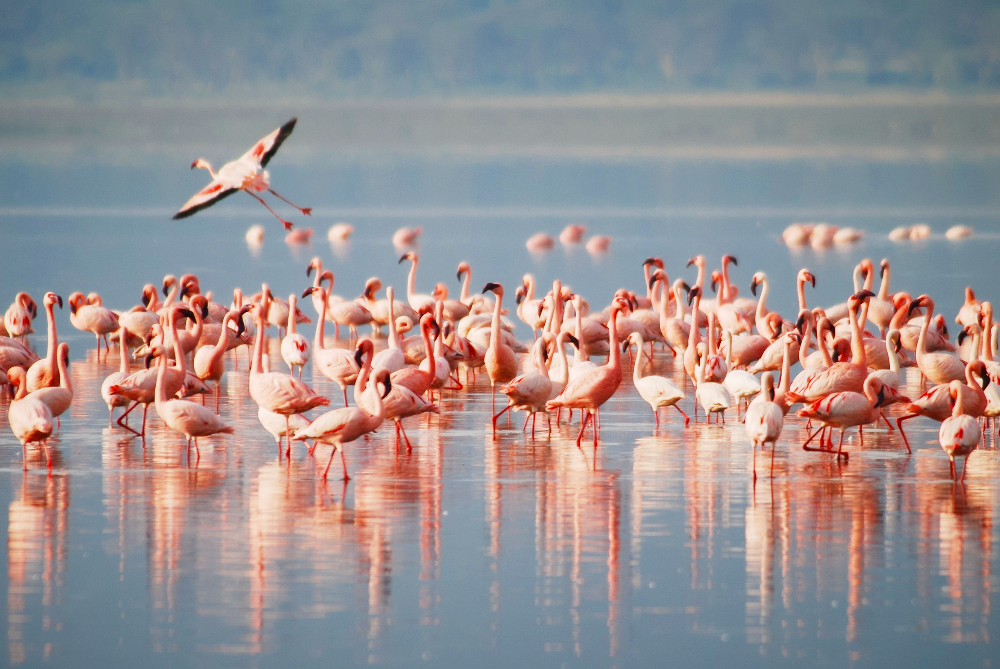 african flamingos