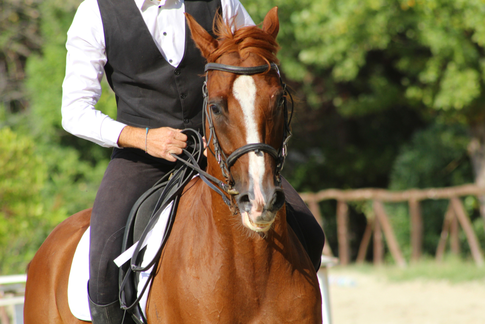 Versailles equestrain